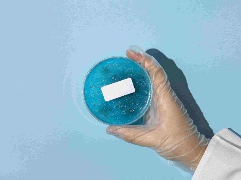 Что такое лизаты пробиотиков?